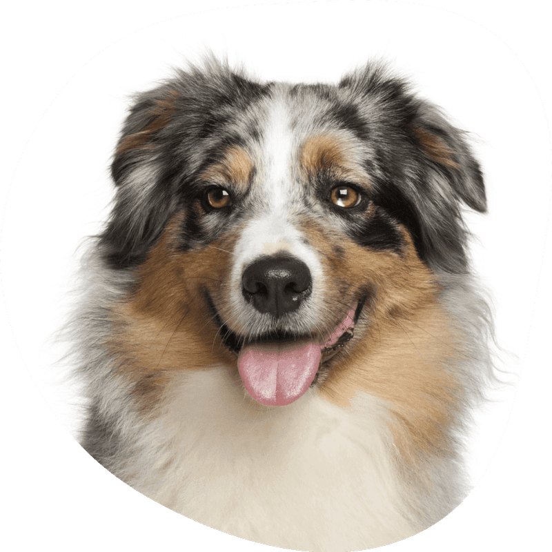 Australian shepherd