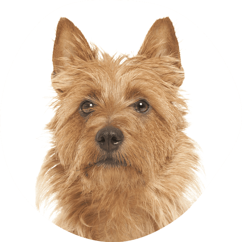 Australsk terrier