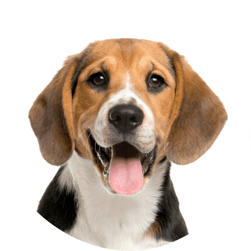 Beagle bilde