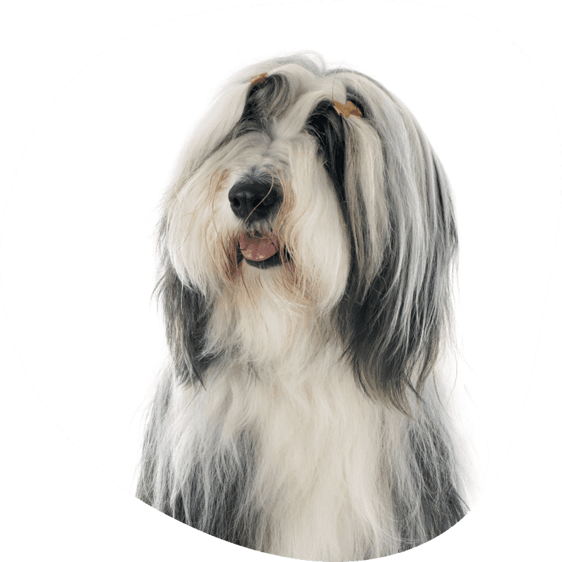 Bearded collie