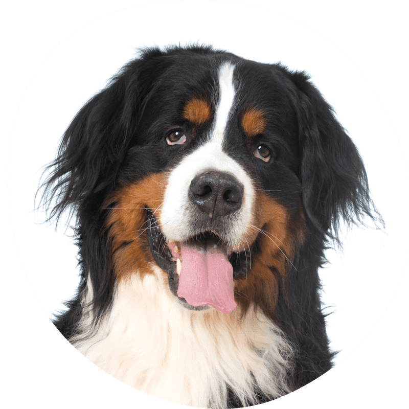 Berner sennenhund