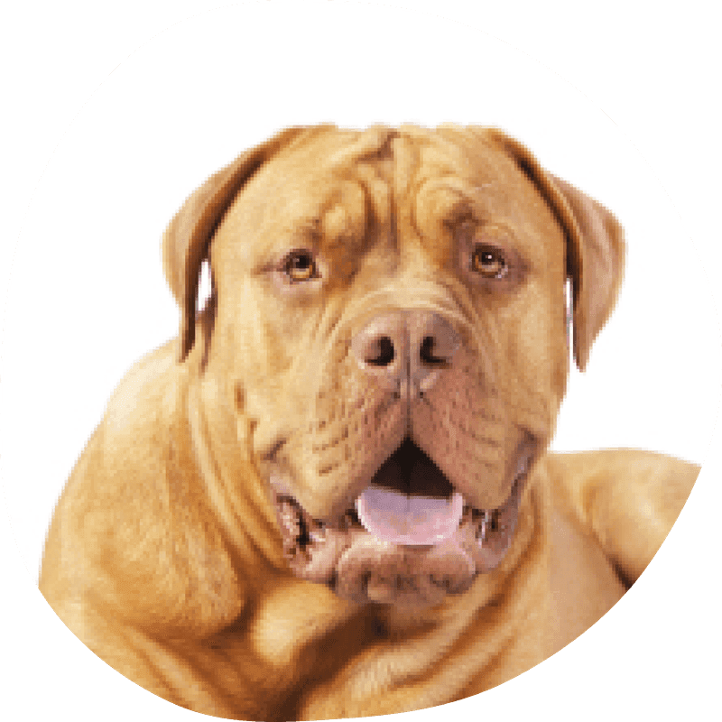 Bordeaux dogge bilde