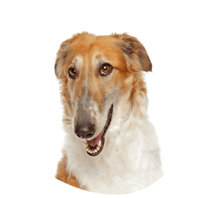 Borzoi