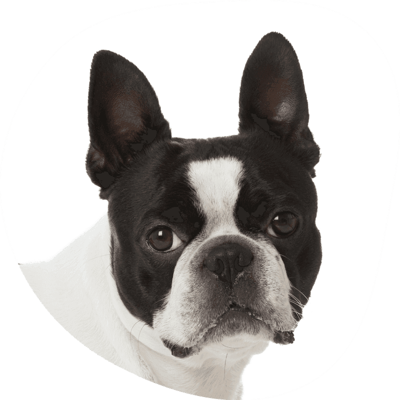 Boston terrier