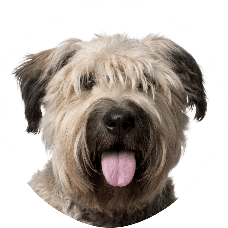 Bouvier des flandres