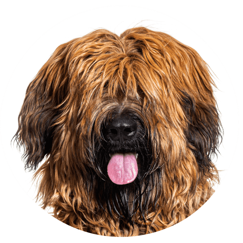 Briard