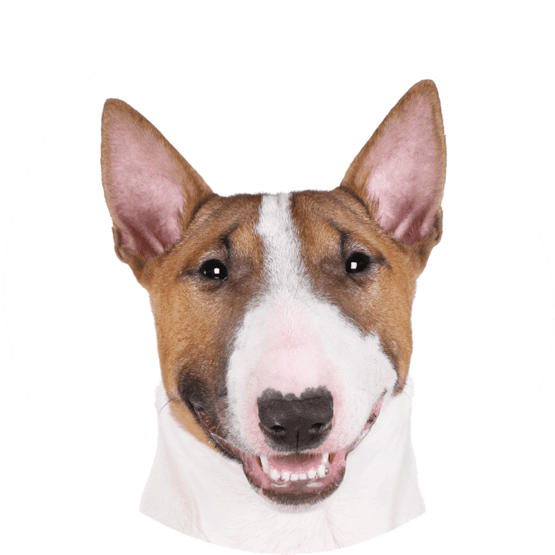 Bull terrier