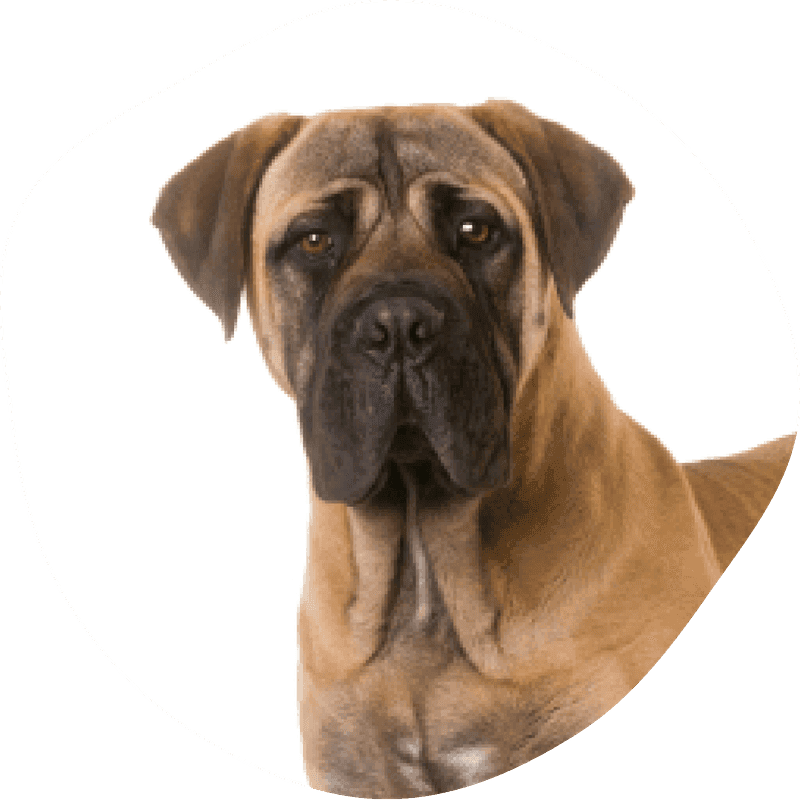 Bullmastiff