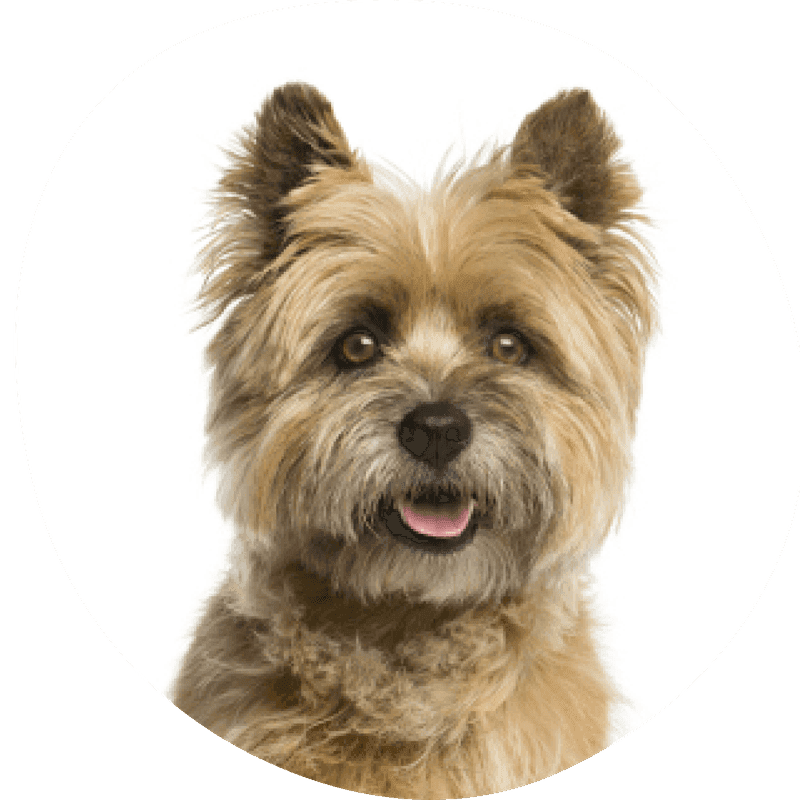 Cairn terrier