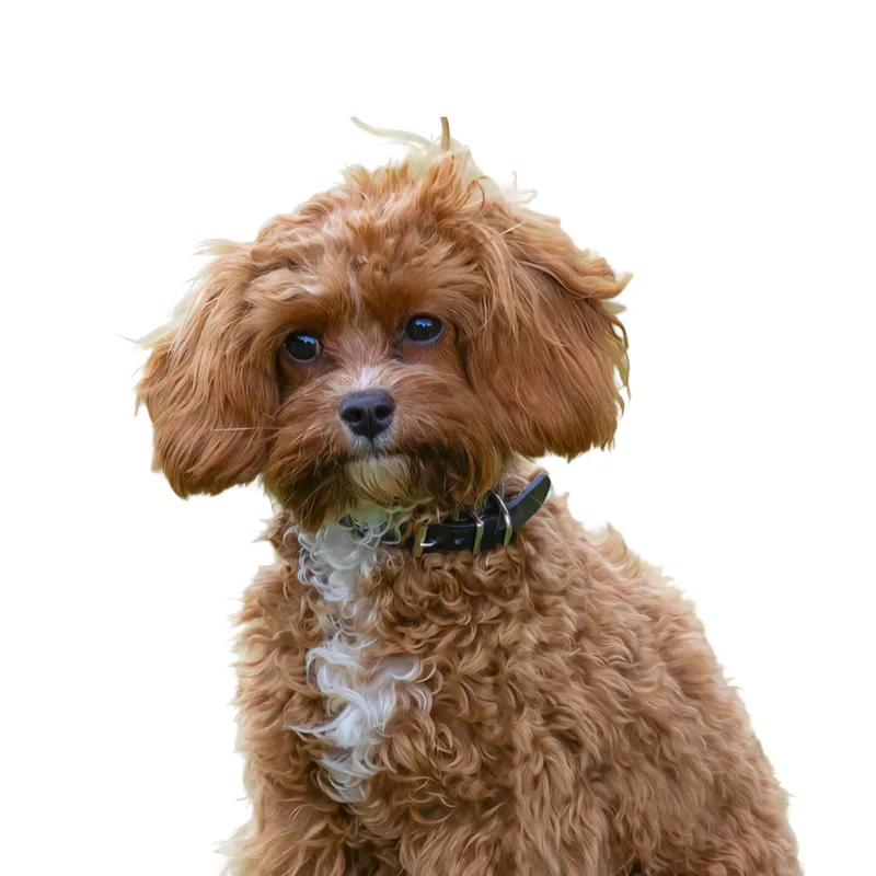 Cavapoo