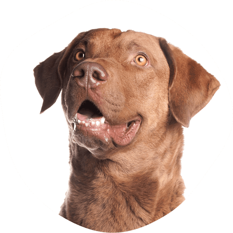 Chesapeake Retriever