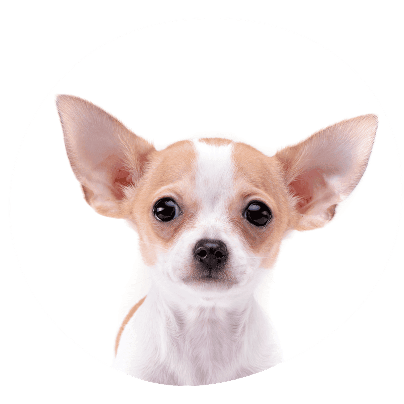 Chihuahua korthåret