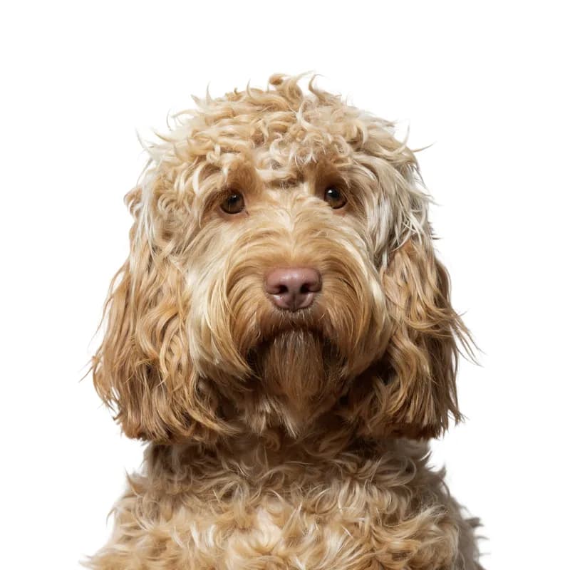 Cockapoo