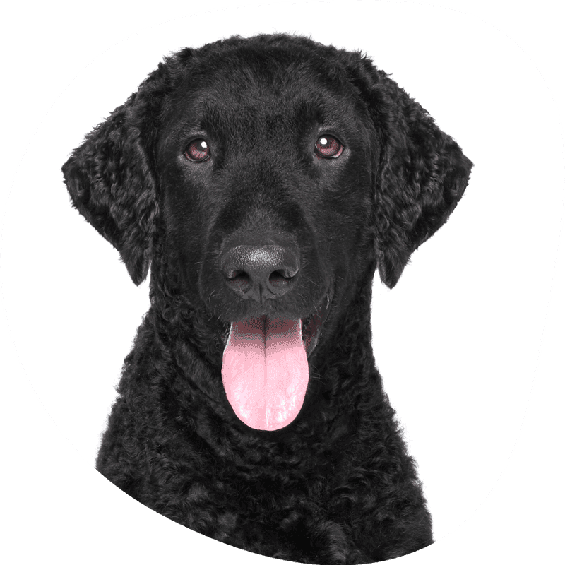 Curly coated retriever