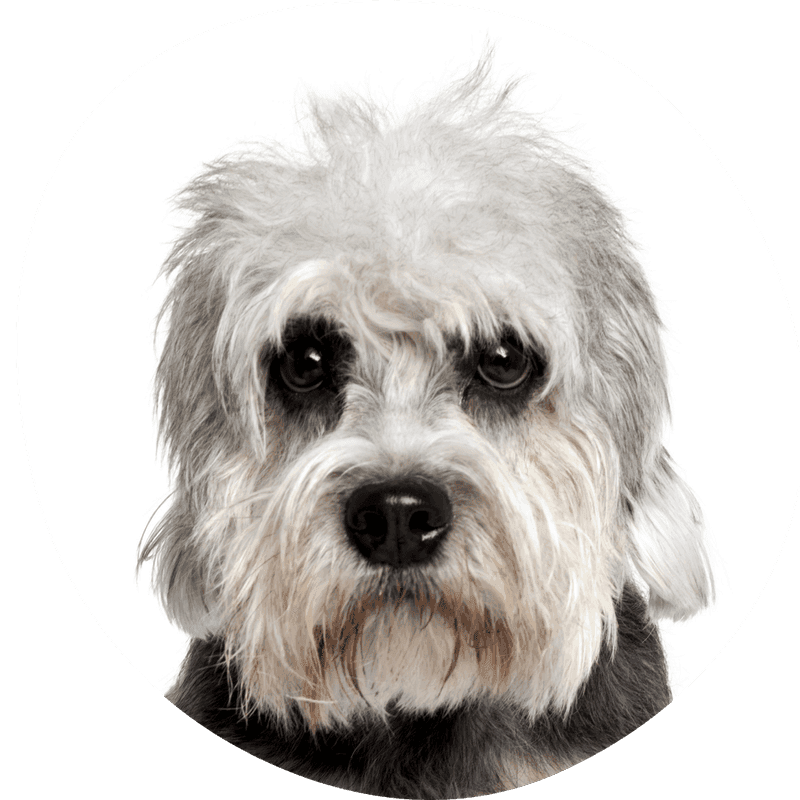 Dandie dinmont terrier