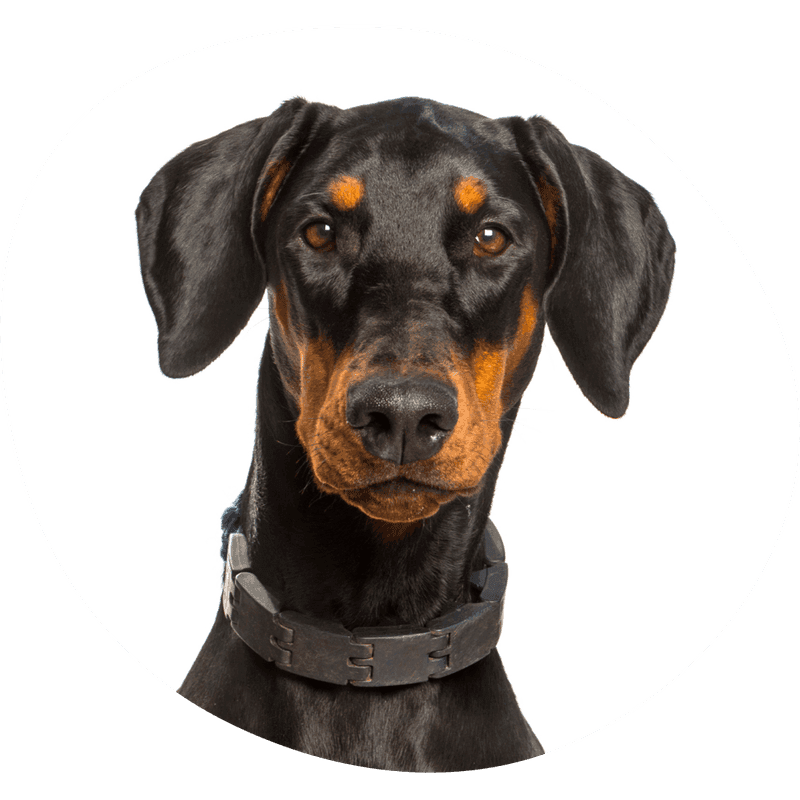 Dobermann