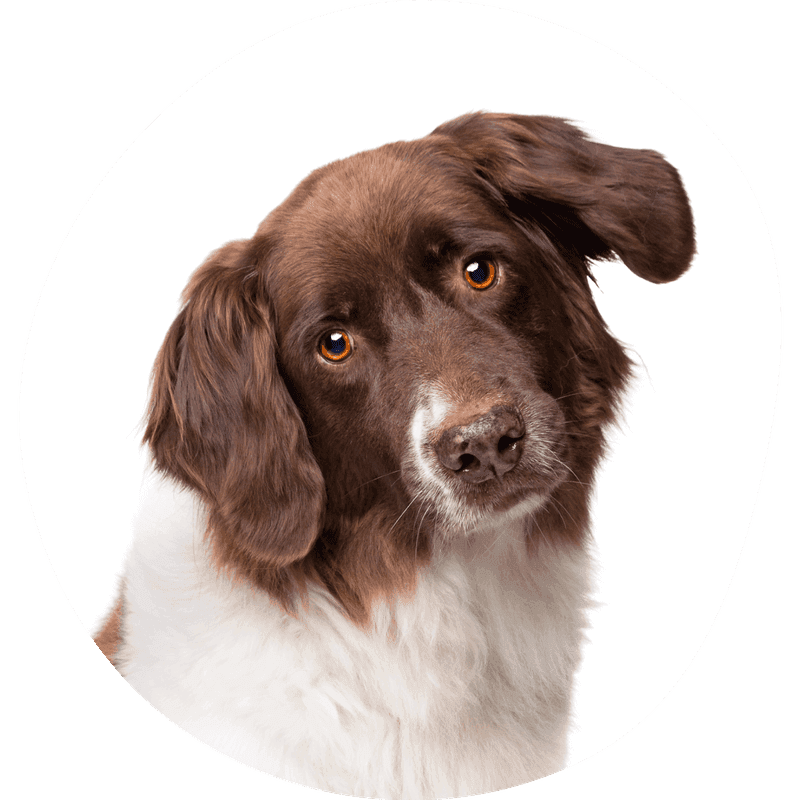 Drentsche patrijshond