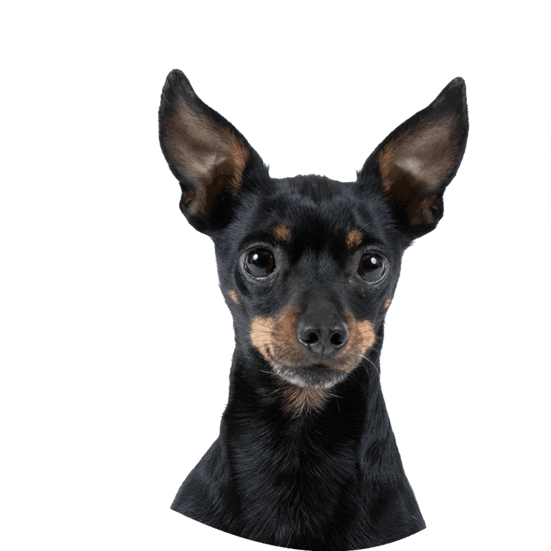 Dvergpinscher