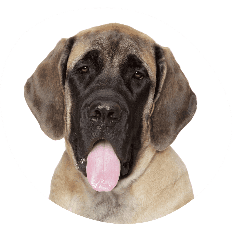 Engelsk mastiff
