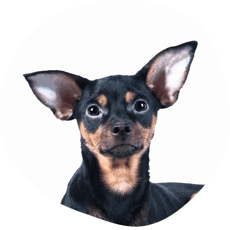 Engelsk toy terrier