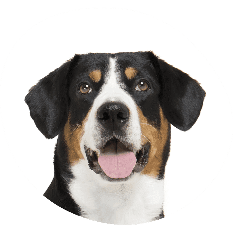 Entlebucher sennenhund