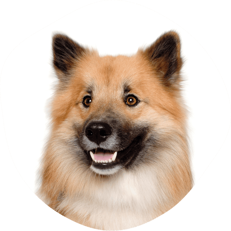 Eurasier
