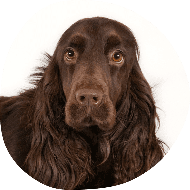 Field spaniel