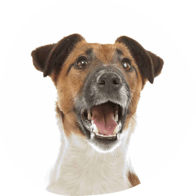 Fox terrier glatthåret