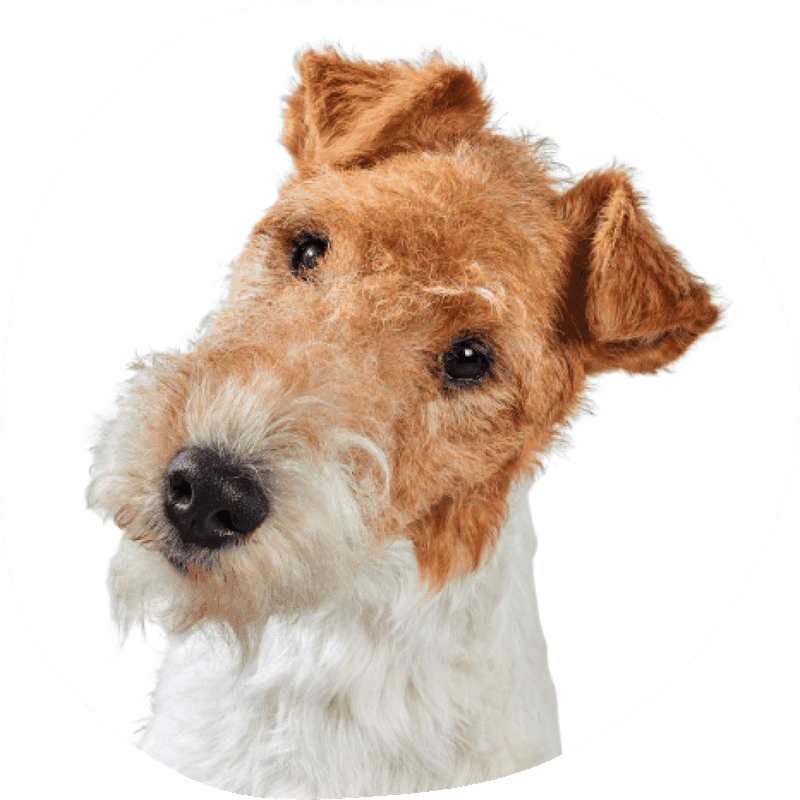 Fox terrier ruhåret
