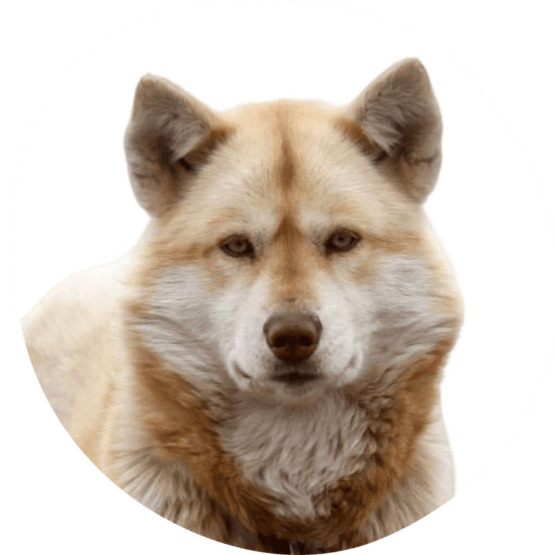 Grønlandshund