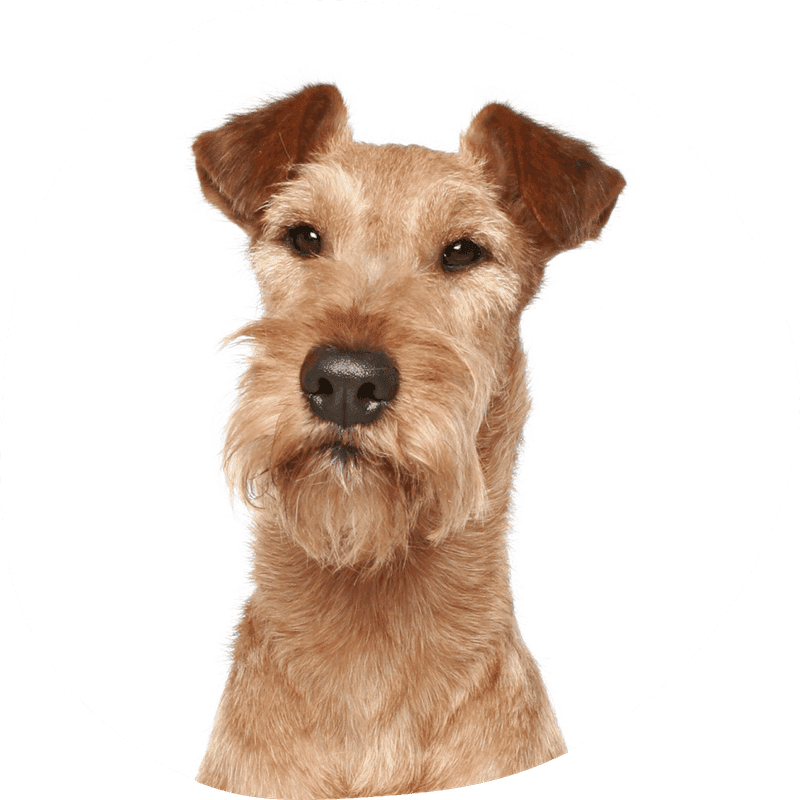 Irsk terrier bilde