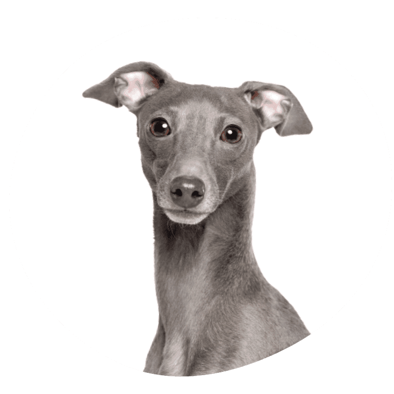 Italiensk mynde bilde