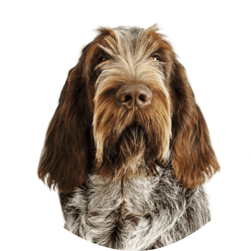 Italiensk spinone bilde