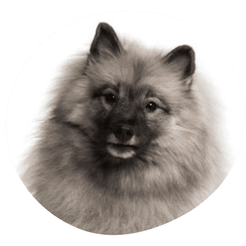 Keeshond bilde