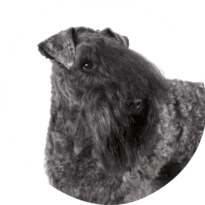 Kerry blue terrier bilde