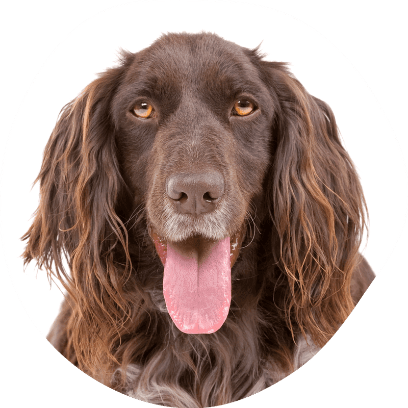 Kleiner Münsterländer