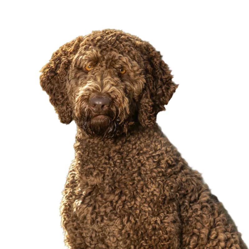Labradoodle