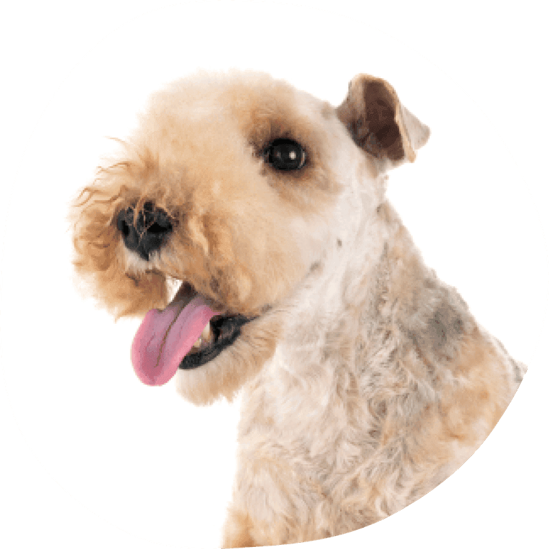 Lakeland terrier bilde
