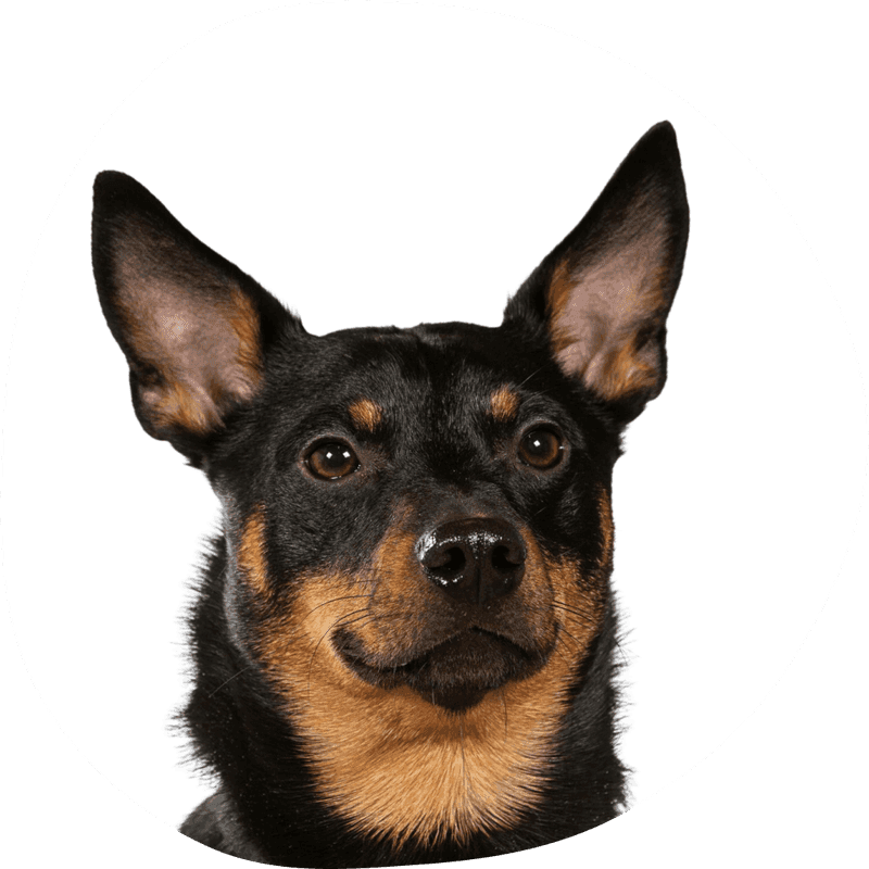 Lancashire heeler bilde