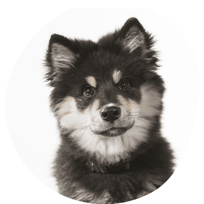 Lapsk vallhund bilde