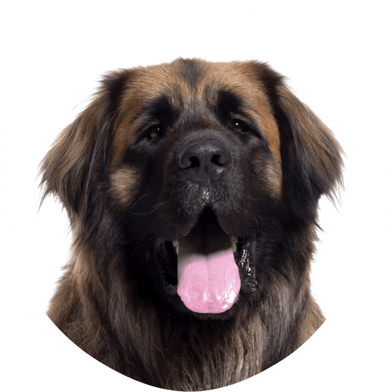 Leonberger bilde