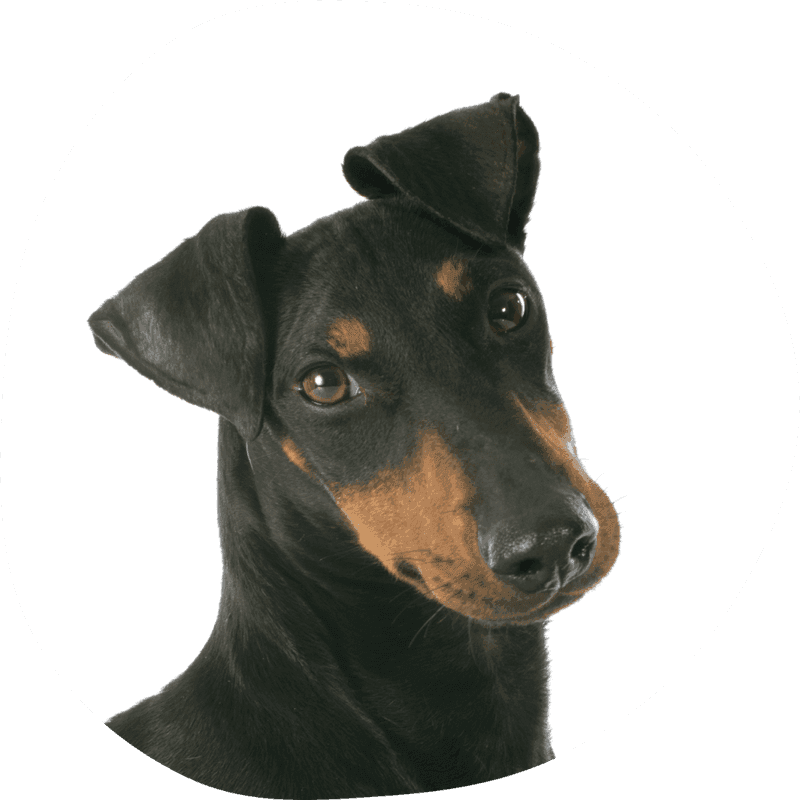 Manchester terrier