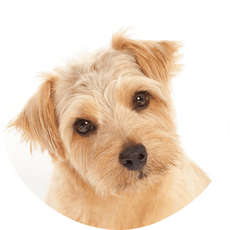 Norfolk terrier
