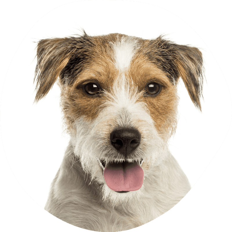 Parson russell terrier