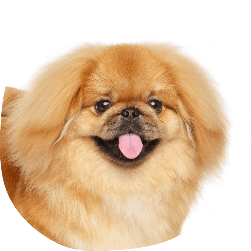 Pekingeser