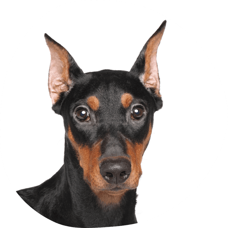 Pinscher
