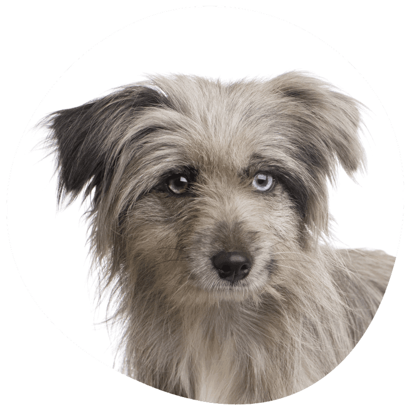 Pyreneeisk gjeterhund