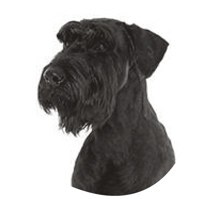 Riesenschnauzer sort