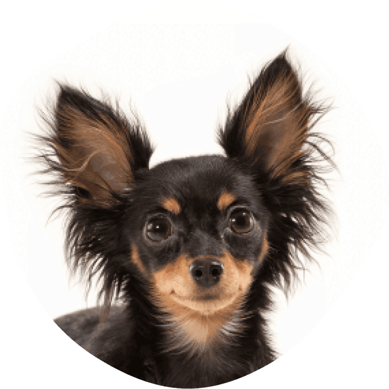 Russisk toy, korthåret