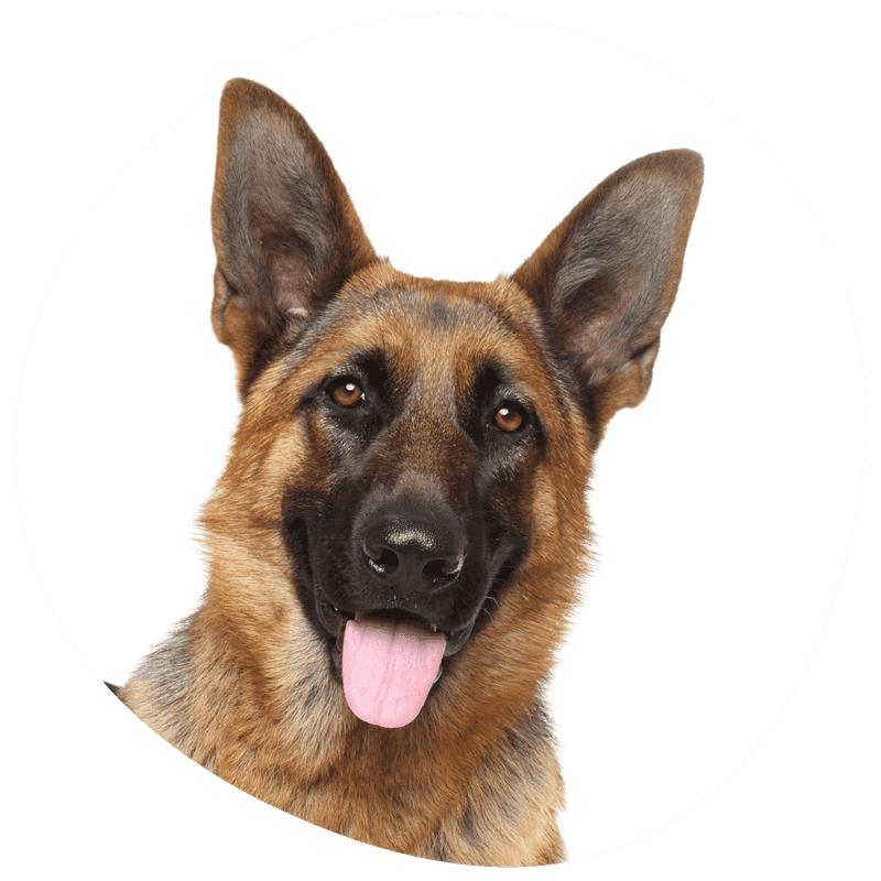 Schäferhund langhår